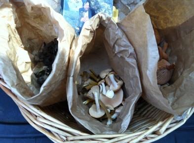 From Left to Right: Black Chanterelles, Yellow-footed Chanterelles, and Candy Caps